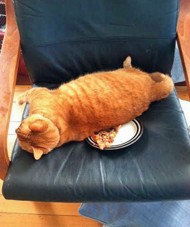 30 Cats Caught Doing the Strangest Things