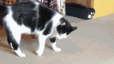 30 Cats Caught Doing the Strangest Things