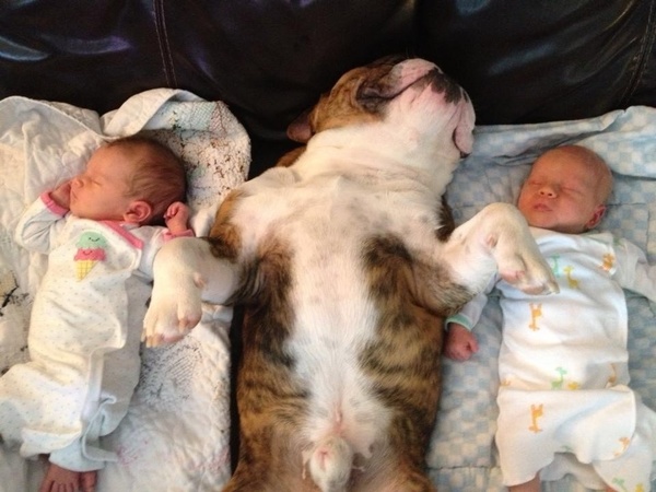 pups and babies 13