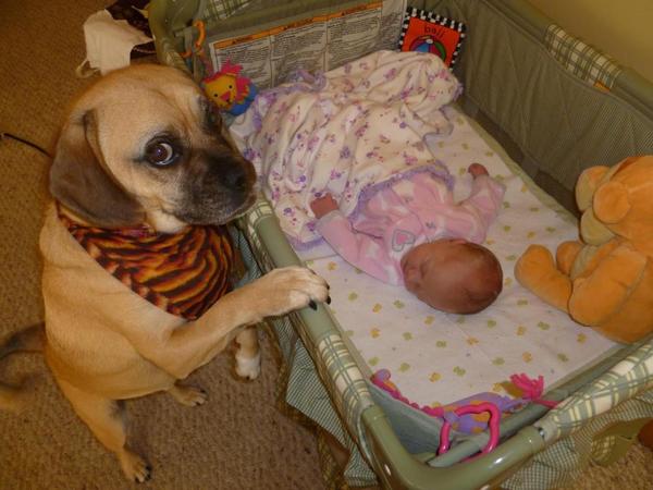 pups and babies 14