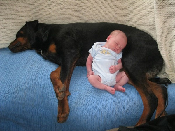 pups and babies 20