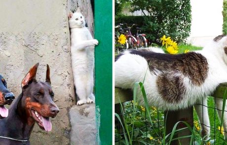 23 תמונות שמוכיחות כי חתול הוא בעל חיים קורע מצחוק