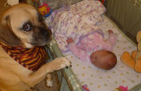 20 התמונות החמודות ביותר של כלבים ותינוקות באינטרנט!